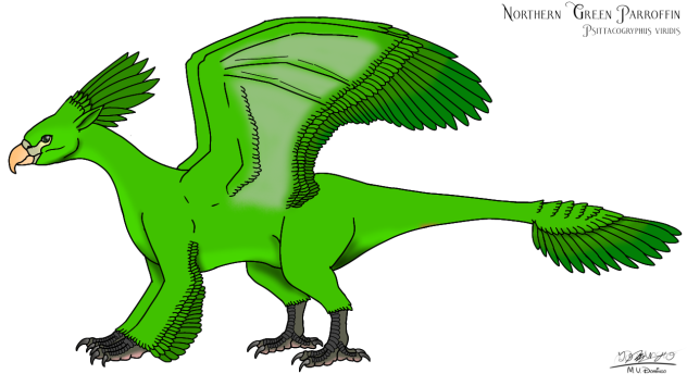Northern Green Parroffin (2023)