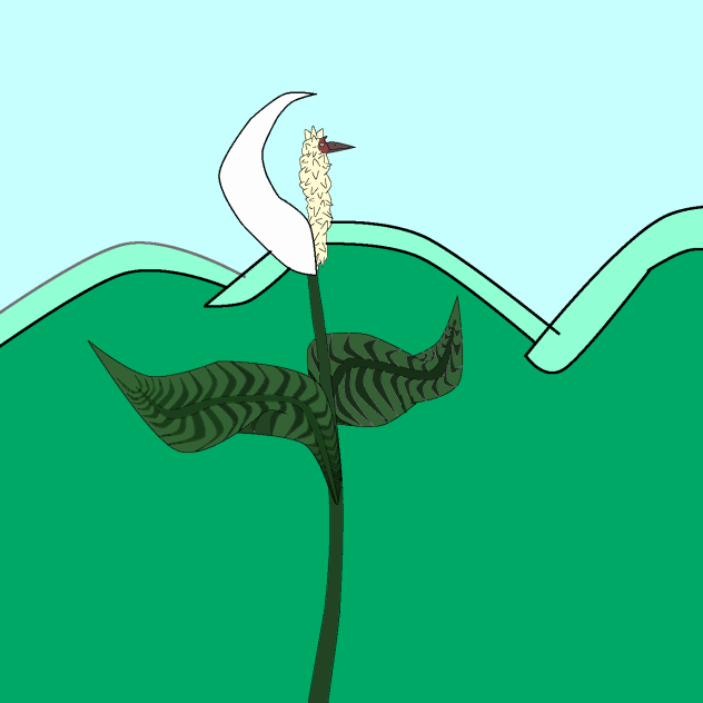 Strange creatures Spathiphyllum 奇特生物 白鶴芋