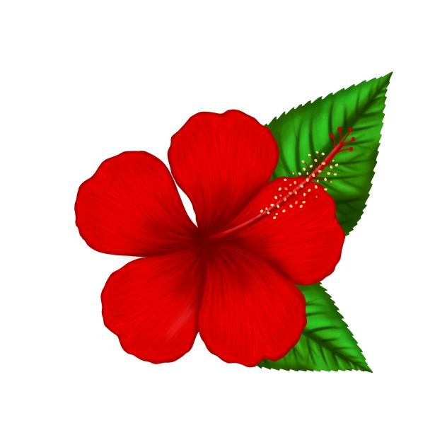 Hibiscus 2