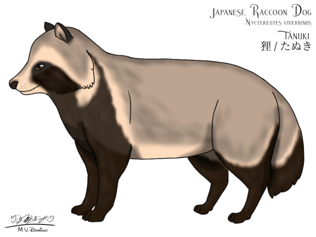 Japanese Raccoon Dog - Tanuki