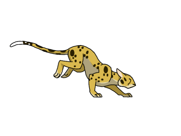 cheetah