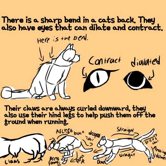 I’m studying Cat Anatomy now!! - ibisPaint