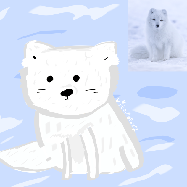 Arctic Fox 🥶 🦊