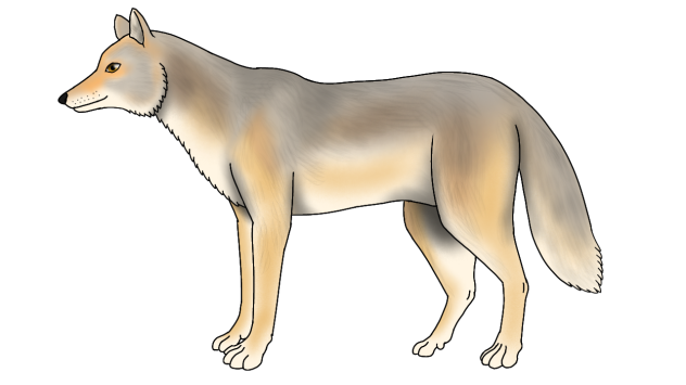 Coyote render