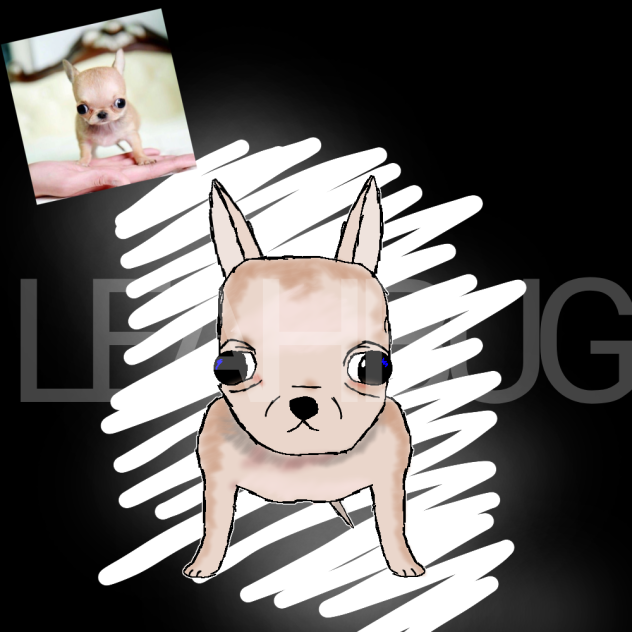 apple head Chihuahua