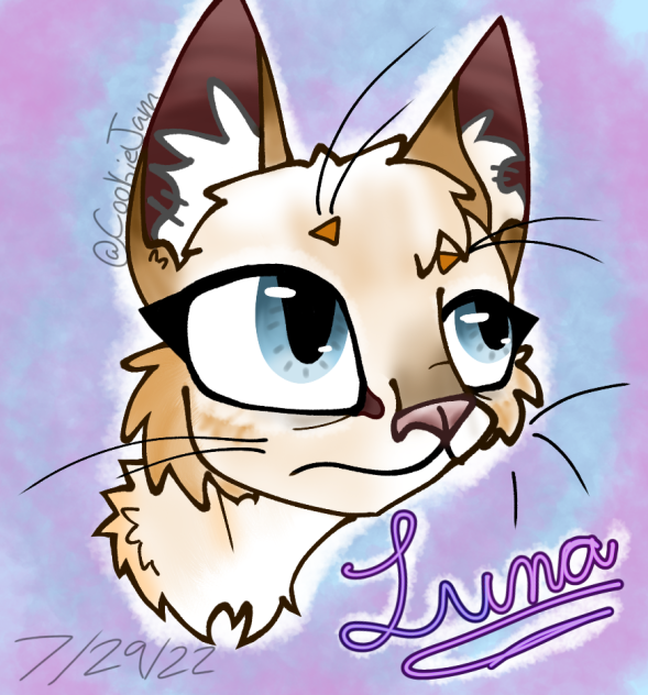 Luna the cat