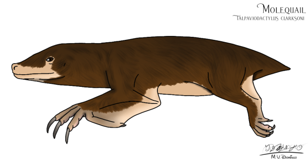 Molequail