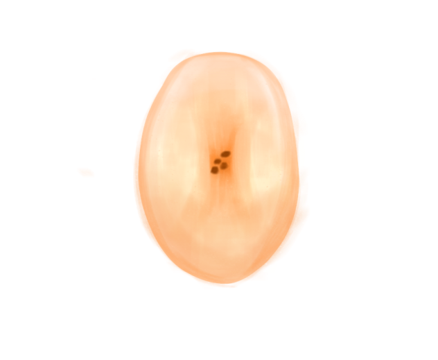 fruit - ibisPaint