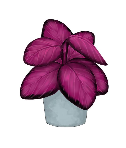 Calathea