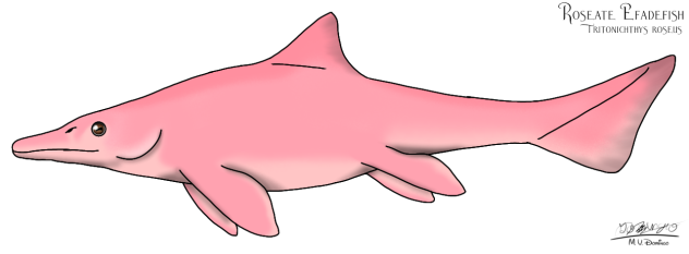 Roseate Efadefish (2023)