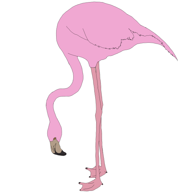 the flamingo