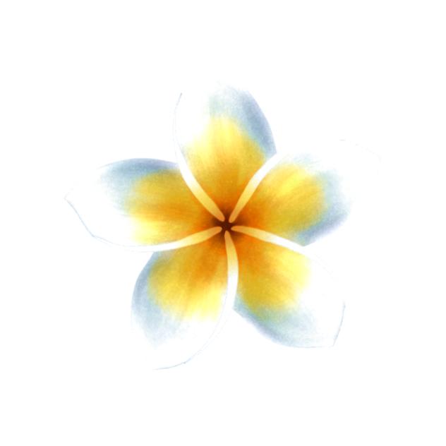 Plumeria