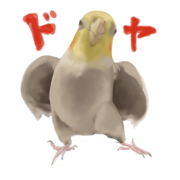 オカメインコの風太くん