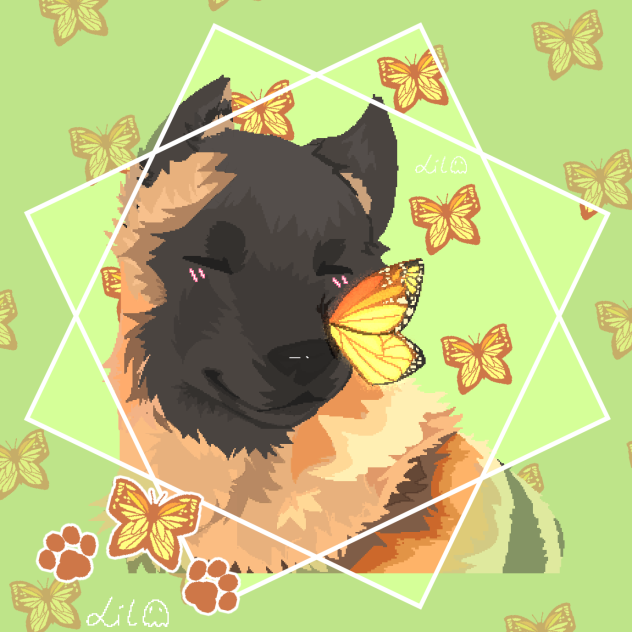 Do you know this dog ¿🐕‍🦺