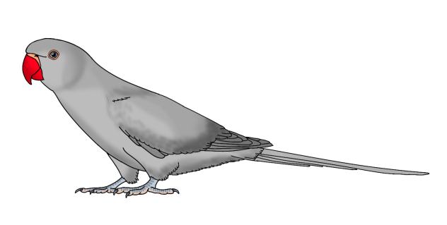 Rose Ringed Parakeet grey