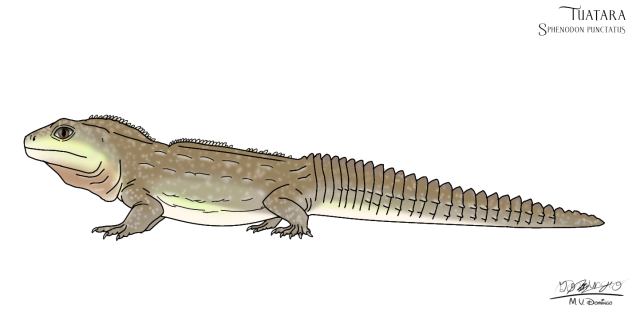 Tuatara