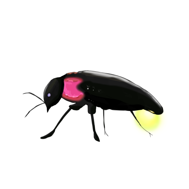 蛍
