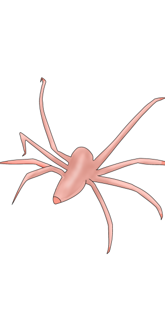 Spider 🙃