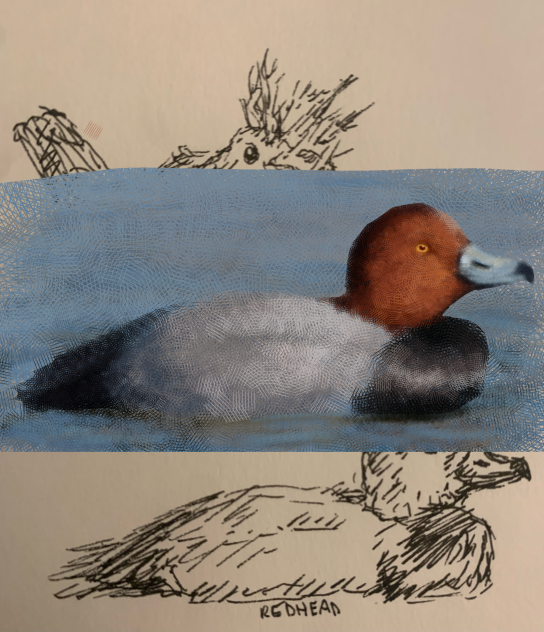 Redhead duck
