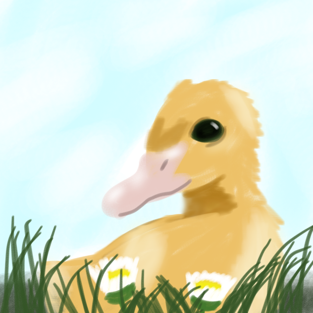 Duckling in a field of daisies