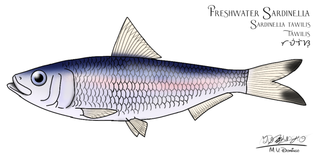 Freshwater Sardine