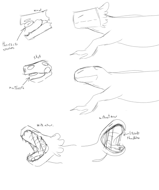 Soem RW lizor anatomy