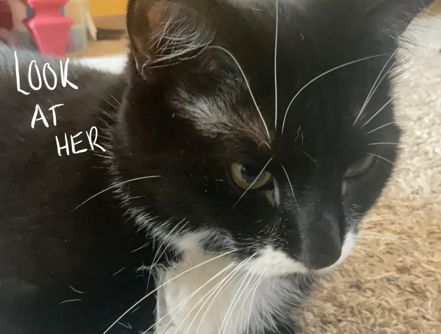 HERE’S ANOTHER CATTO