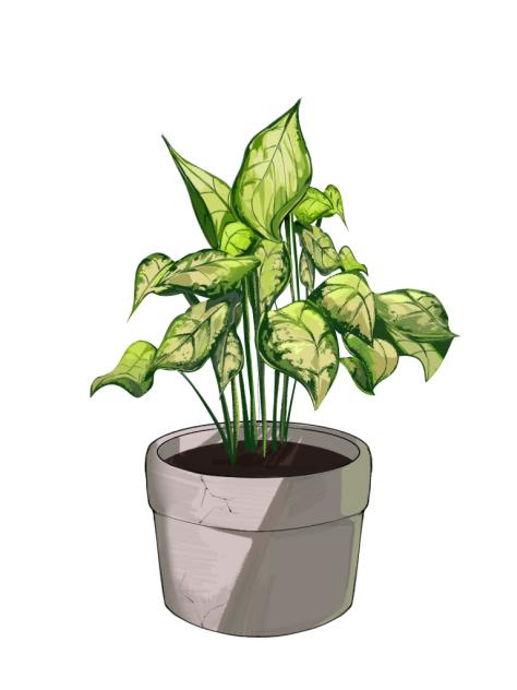 Dieffenbachia