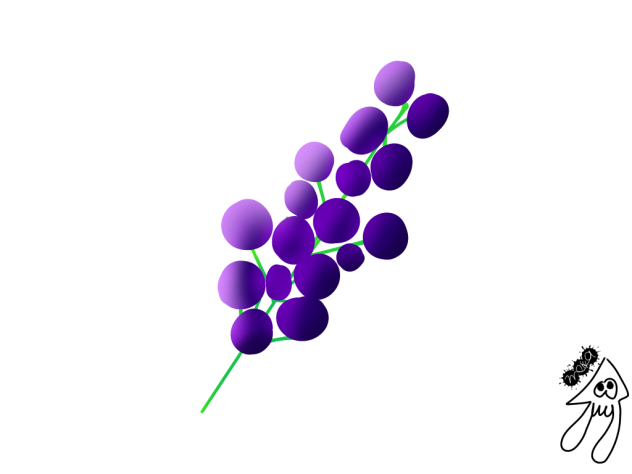 🍇