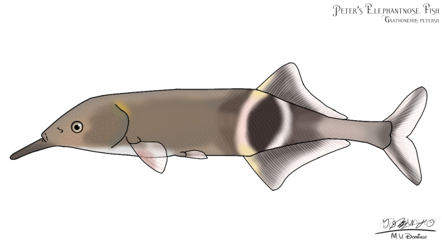 Peter's Elephantnose Fish