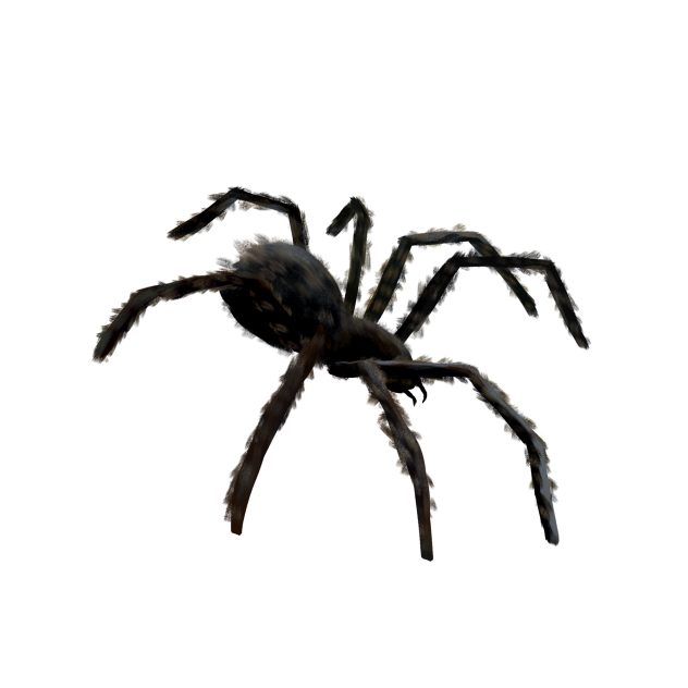 spider