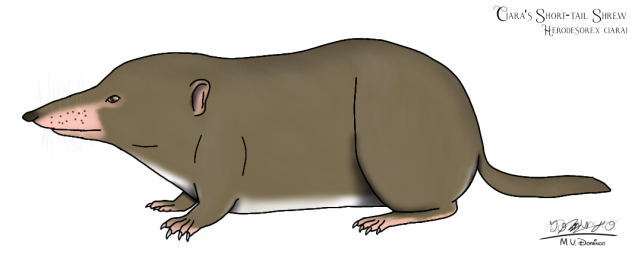 Ciara's Short-tail Shrew