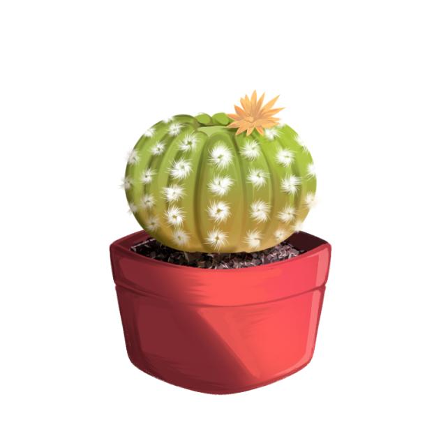 series of mini succulent 2