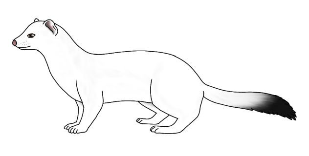 Stoat - Ermine white