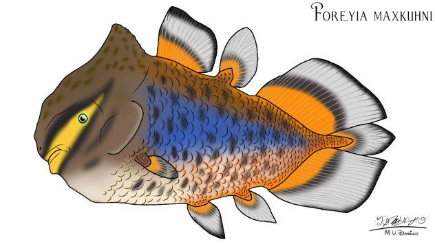 Foreyia maxkuhni
