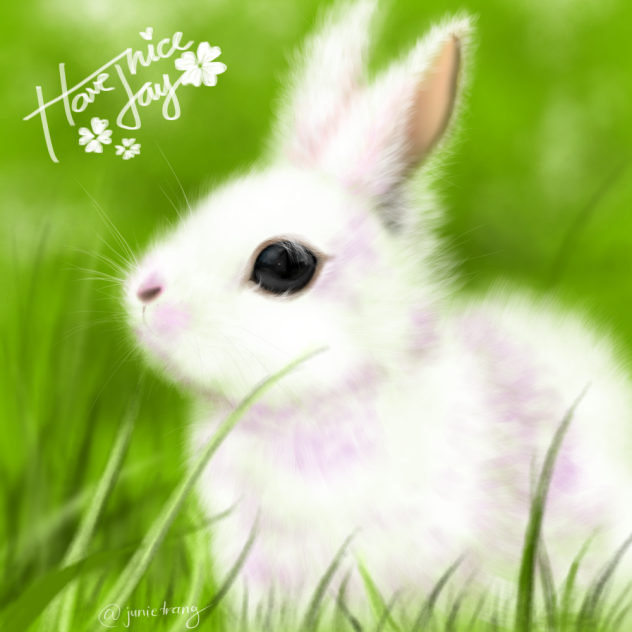 rabbit