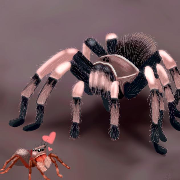 tarantula jumping spider forbidden love