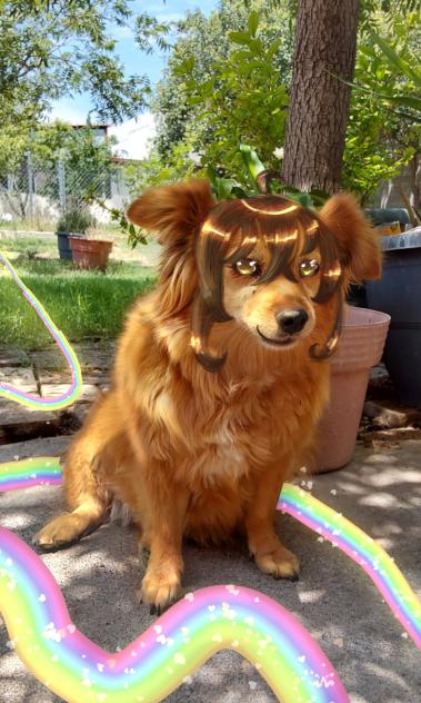 my dog Nina