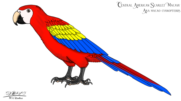 Central American Scarlet Macaw