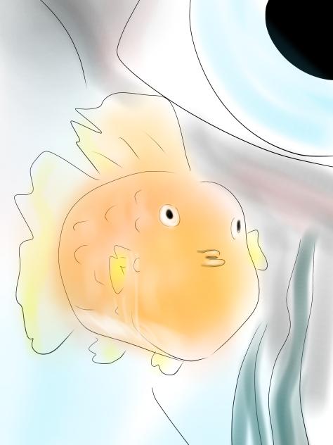 eyes on goldfish