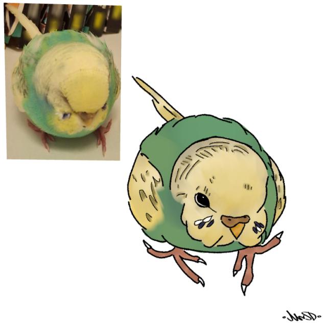 ❀ My birb ❀