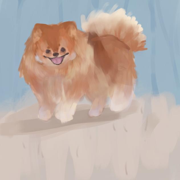 pomeranian!!