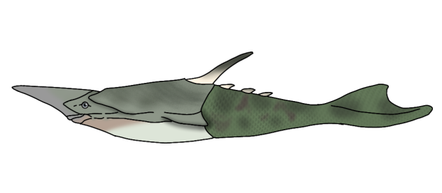 Pteraspis rostrata2