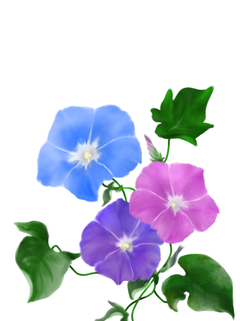 グリザイユ画法で 朝顔描いてみた。
