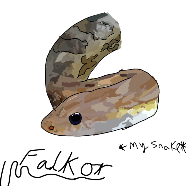 my cornsnake (Falkor)