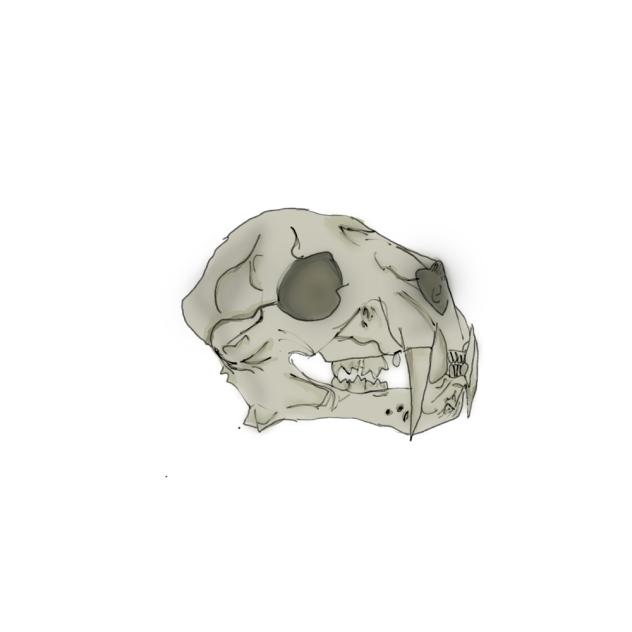 skull