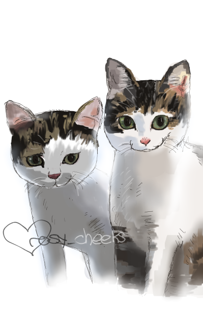 Cats!🐾
