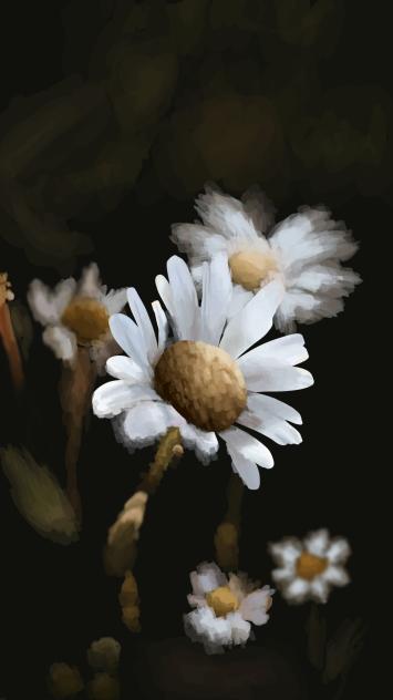 daisy