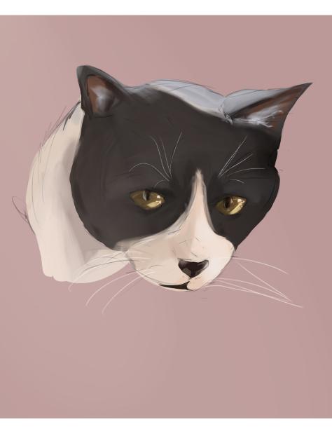cat