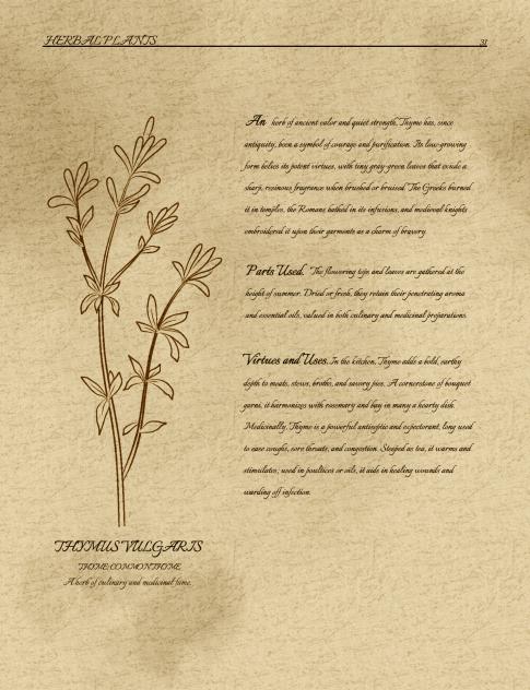 Herbs Series Thyme